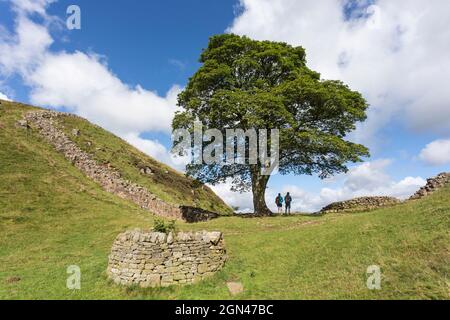 Sycamore gap, mur d'Hadrien, Northumberland, Angleterre Banque D'Images