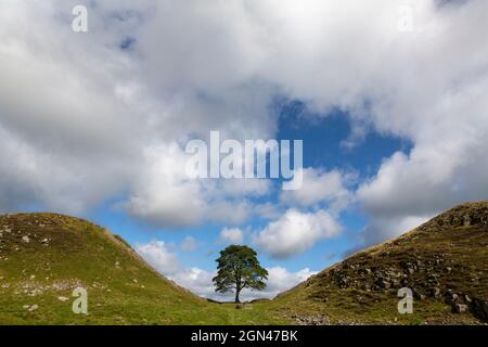 Sycamore gap, mur d'Hadrien, Northumberland, Angleterre Banque D'Images