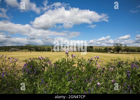 Verges fleuris en bord de route, Bellingham, Northumberland, Banque D'Images