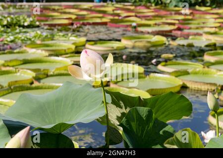 Gros plan d'un bourgeon fleuri de nénuphars dans un étang dans un parc public, photographié dans une lumière d'été lumineuse à Stuttgart, en Allemagne Banque D'Images