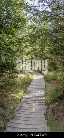 Chemin en bois se courbant dans la forêt parmi de grands arbres, tiré à la lumière d'été près d'Oppenau, Renchtal, Forêt Noire, Baden Wuttenberg, Allemagne Banque D'Images