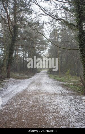 neige sur une piste boisée Banque D'Images