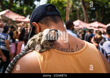 Homme portant un marmoset touffeté noir (singe mico estrela) sur son épaule à la foire hippie de Belo Horizonte au Brésil. Banque D'Images