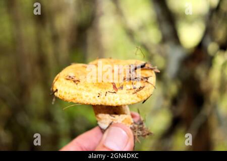 Champignons d'automne récoltés dans la forêt Banque D'Images