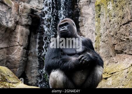 Madrid, Espagne. 22 septembre 2021. Un gorille photographié dans son enceinte dans l'aquarium du zoo de Madrid. Credit: Marcos del Mazo/Alay Live News Banque D'Images