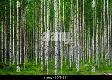 Une forêt dense de bouleau à Uukuniemi, dans l'est de la Finlande Banque D'Images