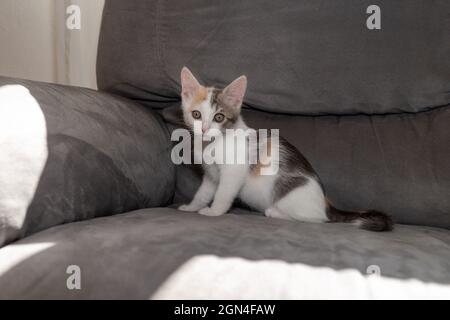 foyer sélectif pour chat de bébé, siège tricolore pour chaton sur canapé gris, horizontal Banque D'Images