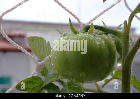Production de tomates dans le jardin de l'appartement Banque D'Images