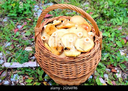 Champignons d'automne récoltés dans la forêt Banque D'Images