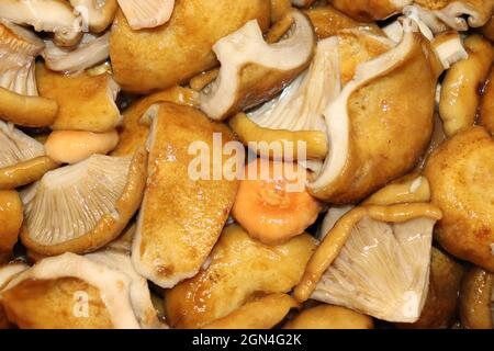 Champignons comestibles d'automne récoltés dans la forêt Banque D'Images