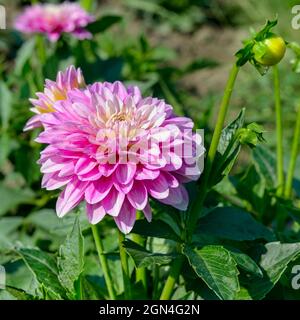 Dahlia sur fond de fleurs. L'accent sur fleur. Profondeur de champ. Banque D'Images