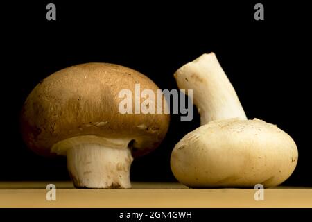 Champignons blancs et bruns sur fond noir, bio et naturel concept photo Banque D'Images