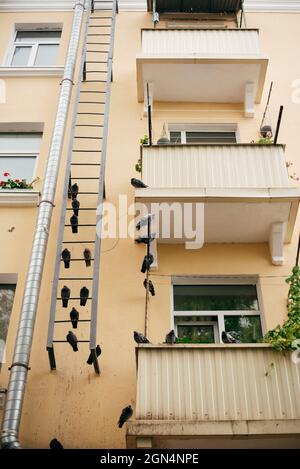 fenêtres et balcons avec cheminée et beaucoup d'oiseaux Banque D'Images