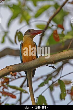 Kingfisher à bec de porc (Pelargopsis capensis capensis capensis) adulte perché sur la branche Sri Lanka Décembre Banque D'Images