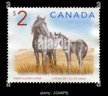 Le timbre imprimé au Canada montre l'image du cheval de l'île de sable. Banque D'Images