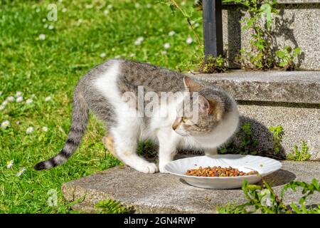 Un chat errant mange la nourriture qu'un voisin lui a donnée Banque D'Images