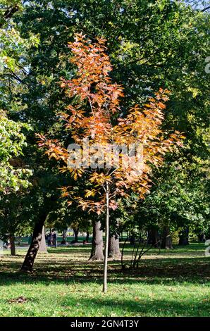 Forêt d'automne colorée avec de beaux arbres ramifiés avec de nombreuses feuilles et prairies jaunes, vertes, rouges et brunes, Borisova gradina, Sofia, Bulgarie Banque D'Images