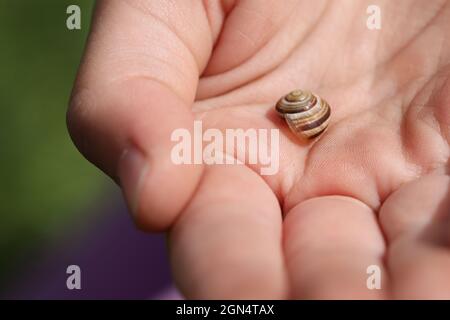 Photographie macro d'une petite coquille d'escargot sur la paume de la main d'un enfant. Banque D'Images