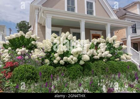 Buissons d'hortensia blanc (hortensia paniculata) poussant dans la cour avant d'une maison à Cape Cod, Massachusetts, États-Unis. Banque D'Images