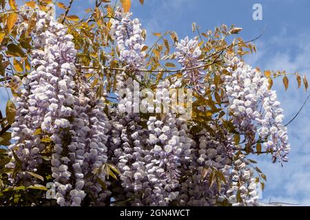 Wisteria sinensis 'Texas Purple' Banque D'Images