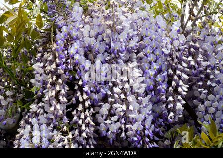 Japanese Wisteria floribunda Ludwik Lawin Banque D'Images