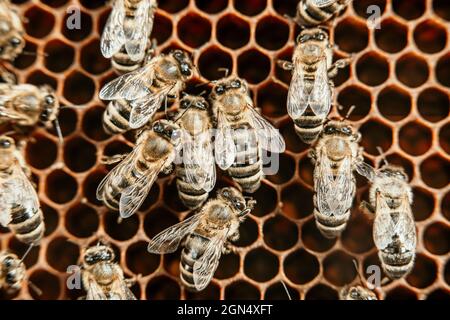 Les abeilles s'ébassent sur des séquences en nid d'abeille, macro extrême. Les insectes travaillant dans la ruche en bois, collectant le nectar du pollen de fleur, créent du miel doux Banque D'Images