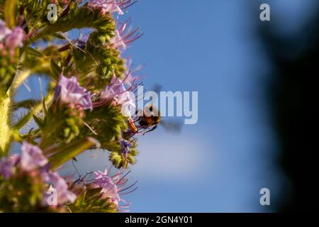 Une abeille moelleuse qui se féoche sur le nectar d'une Echium 'Pink Fountain' un hybride entre Echium wildpretii à fleurs rouges et Echium pininana à fleurs bleues. Banque D'Images