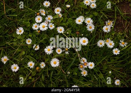 Bellis perennis, la Marguerite. Pour distinguer cette espèce des autres 'pâquerettes', on l'appelle parfois Marguerite commune, Marguerite de pelouse ou Marguerite anglaise. Banque D'Images