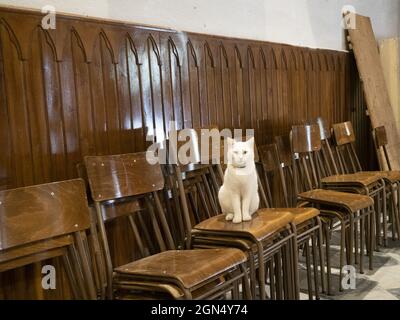 chat à l'intérieur de l'église de riomaggiore cinque terre village pittoresque ligurie italie Banque D'Images