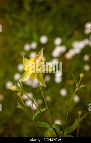 Aquilegia chrysantha 'Yellow Queen'.beau cultivar jaune de Grannys bonnet.Un jardin de chalet préféré Banque D'Images