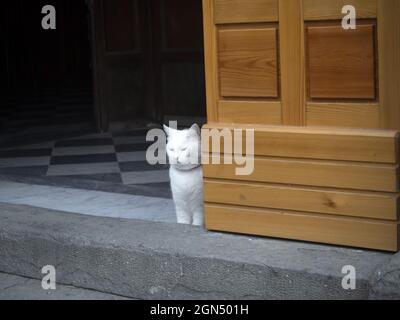 chat à l'intérieur de l'église de riomaggiore cinque terre village pittoresque ligurie italie Banque D'Images