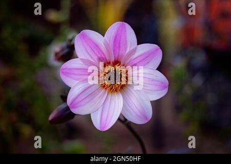 Dahlia 'Mostic Dreamer' beau cultivar à feuilles foncées de la belle espèce Dahlia. Banque D'Images