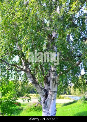 Photo verticale d'un bouleau en pleine croissance dans un parc herbacé par une journée ensoleillée Banque D'Images