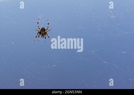 Croisillon (lat. Araneus) du genre d'araignées aranomorphes de la famille des vers ronds (lat. Araneidae) sur une toile sur fond bleu Banque D'Images