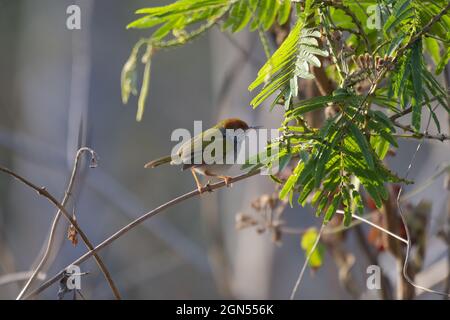 Recherche de nourriture, oiseau de taille à col foncé, Orthotomus atrogularis 001 Banque D'Images