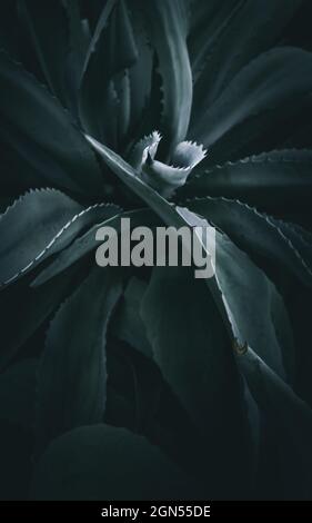 image abstraite d'une agave Banque D'Images