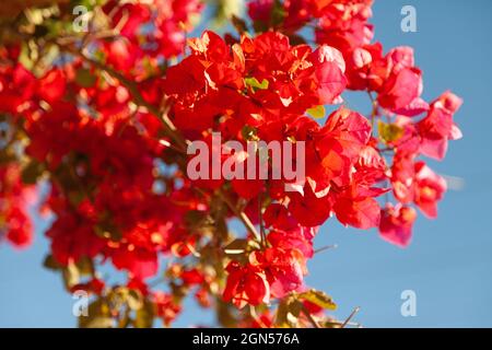 De grandes fleurs de bougainvilliers dans le ciel bleu Banque D'Images