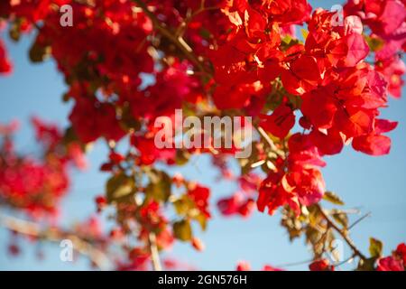 Branche de grande bougainvillea fleurs dans le ciel bleu fond Banque D'Images