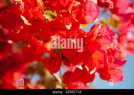 Gros plan de grandes fleurs de bougainvilliers Banque D'Images