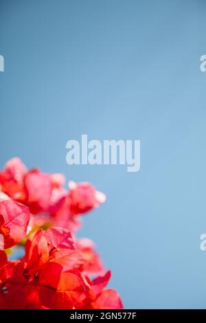 Bouquet de grandes fleurs de bougainvilliers sur fond bleu ciel; un espace de copie sur le dessus Banque D'Images