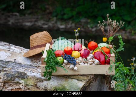 Boîte en bois pleine de légumes frais colorés et de fruits pour une alimentation saine, contient des tomates, des carottes, des choux, des citrouilles, garliques, pommes, poires et Banque D'Images