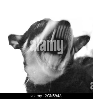 Chien surréaliste en colère aboyant avec des dents cisaillées. Prise de vue avec exposition longue. Banque D'Images