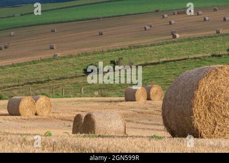 Une vue sur les terres agricoles d'Aberdeenshire, avec des champs pour le pâturage entre les champs avec balles de paille après la récolte du grain Banque D'Images