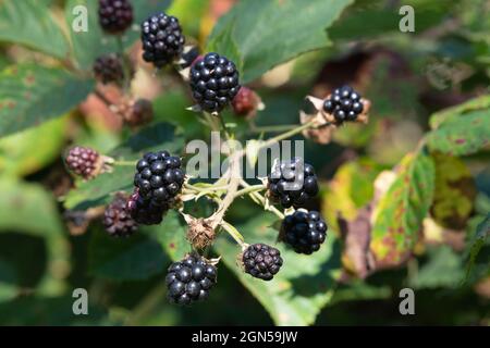 Mûres de mûres sauvages (Rubus fruticosus) dans un hérisson écossais dans le soleil d'automne Banque D'Images