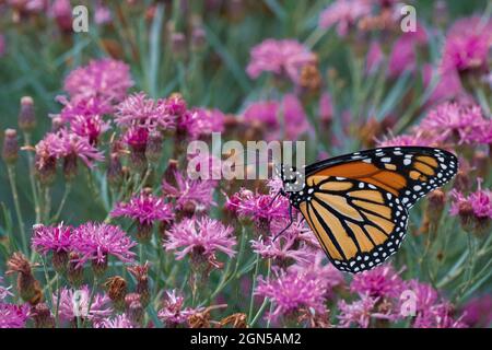 Un monarque en voie de disparition lors de l'été rendit de l'Ironweed au jardin urbain Oudolf Detroit, Belle Isle, Michigan Banque D'Images