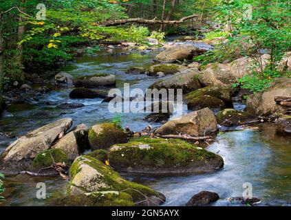 ruisseau willard situé dans la forêt de l'état de willard brook à ashby, massachusetts Banque D'Images