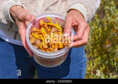 Chanterelles en trompette, champignons comestibles Banque D'Images