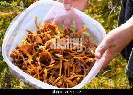 Chanterelles en trompette, champignons comestibles Banque D'Images