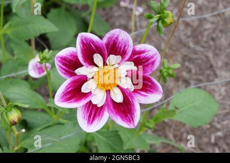 Magnifique dahlia avec des couleurs contrastées de pétales roses et blancs et des étamines jaunes. Photo de haute qualité Banque D'Images