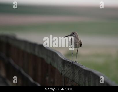 Willet se tenant sur une clôture en bois dans la réserve naturelle nationale de Benton Lake, dans le centre du Montana. L'image présente une faible profondeur de champ. Banque D'Images